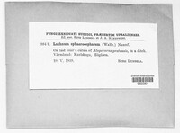 Lachnum sphaerocephalum image